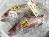 「魚魚市場鮮魚コーナーおすすめは「コノシロ」です♪」