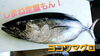 「○本日のお刺身○【しまね定置もん！】ヨコワマグロ、天然大ダイ」