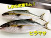 「○本日のお刺身○【しまね定置もん】イサキ、ヒラマサ　○本日のお惣菜○各種ご用意ございます！」