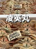 ズワイガニ「鮮魚入荷致しました」