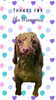 「Dog salon mofu mofu　余市町」