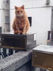 オレだって凹むことあるんだぜ・・・「中間テスト結果，正しい凹み方をお教えします。「はい，ここ大切! テストに出ま～す。」＆癒し猫トラ友情出演；ギャラなし～ 寝屋川の小さな塾より」