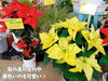 「クリスマスにはお花を！カラフルなポインセチアあります。南魚沼の花屋、フローリストたかの。」
