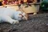 動物も一緒です。しっかり休養をとりましょう。「少し遅くやって来る今年の「夏バテ・秋バテ解消法」」