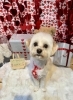 マルプー　カット「🐶ミックス犬、トリミングのお友達❤️」