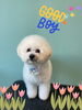 「Dog salon mofu mofu 余市町」
