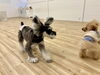楽しいとお耳が飛んじゃいます　byこなつ「ましゅまろ幼稚園🐾」