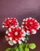 5種類のダリアの切り花が入荷 有 鈴木園芸生花店のニュース まいぷれ 朝霞 志木 新座 和光