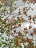 紅葉ドウダンツツジ入荷しました Florist Petitchienのニュース まいぷれ 釧路 紅葉ドウダンツツジ入荷しました Florist Petitchienのニュース まいぷれ 釧路