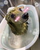 ハーブパック中♡「お友達♡ Dog salon mofu mofu 余市町」