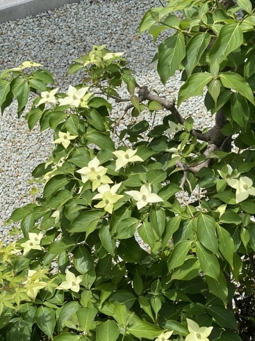 山法師は上から見る方が花がよく見えて綺麗❣️「季節は確実に春から初夏へ。」