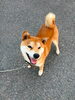 「【西条市飯岡 1292番地付近】迷い犬を保護しています！（※西条IC入口近辺）」