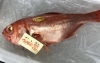 「魚魚市場鮮魚コーナーおすすめは「紋甲イカ」です♪」
