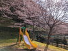 「【西条市小松町大頭】石根ふれあい公園の桜が満開！」