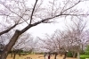 香澄公園 習志野市 お花見するならここ 千葉 船橋 市川 習志野の 桜 特集 21年 まいぷれ 習志野市