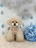 ハッピーちゃん「わんこと梅雨☔️」