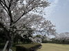 斎宮歴史博物館「斎宮歴史博物館　桜開花状況🌸vol.2」
