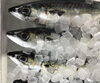 「魚魚市場鮮魚コーナーおすすめは「真サバ」です♪」
