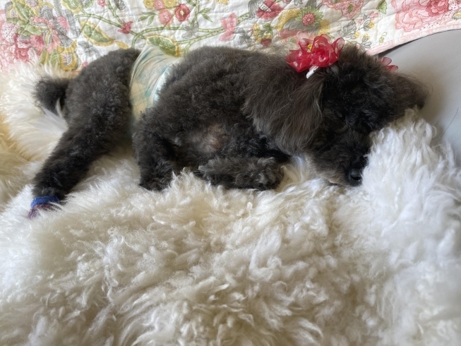 連休中の看板犬ぶーちゃんのトリミング おうちでトリミング わんちゃんの美容室 ホテル ムーンのニュース まいぷれ 小樽市 連休中の看板犬ぶーちゃんのトリミング おうちでトリミング わんちゃんの美容室 ホテル ムーンのニュース まいぷれ 小樽市