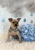 ぽん太くん「わんこと梅雨☔️」
