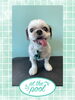 「Dog salon mofu mofu　余市町」