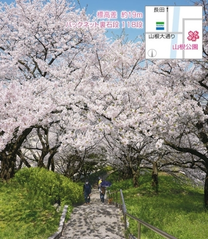 山根公園「Hoo-JA! vol.398「ウォーキング桜並木」特集！」