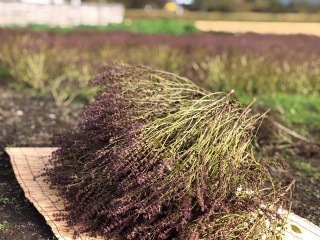 収穫時「「ホーリーバジルティー」の新茶ができました！」