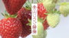 絶景×いちごスイーツ！特別な時間をあなたに「【今年もいちごがなりました】」