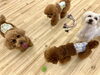 ボール😆「ましゅまろ幼稚園🐾」