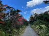 田ノ原遊歩道「10月7日 曇り 10時の気温22℃ 紅葉の様子をお伝えします。【木曽 遊び E-MTB・MTBレンタル 林鉄バイク 王滝村】」