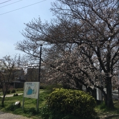 ■桜特集■　豊明市　大蔵池公園