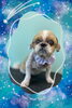「Dog salon mofu mofu　余市町」