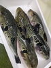 房州直送の旬魚を新鮮なうちにご賞味「千葉県・大原漁港直送の天然トラフグフェア、間もなく終了です」