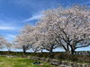 斎宮歴史博物館の桜「斎宮歴史博物館の桜」