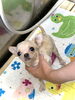 シャンプー中〜「わんこと紫陽花　^ - ^」