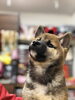 柴犬　子犬「柴犬子犬店頭デビュー(^｡^)」