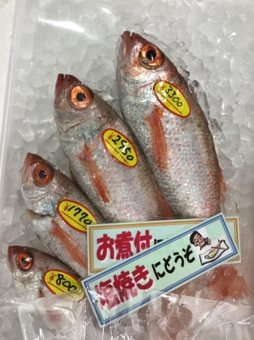 「魚魚市場鮮魚コーナーおすすめは「のどぐろ・ミミイカ」です」