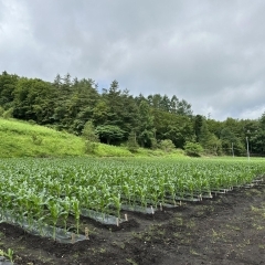 第9回　薮川とうもろこし栽培体験記2023　～岩手県盛岡市薮川 ～