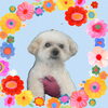 「Dog salon mofu mofu　余市町」