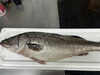 徳島県由岐よろ水揚げされたスズキ「徳島県由岐からスズキを仕入れました【福島市で気軽に楽しめるフレンチレストラン】」