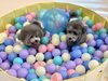 リリーちゃん＆ぷっかくん「ましゅまろ幼稚園🐾」