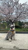 家族と散歩中の愛犬のワンショットです。「桜満開…」