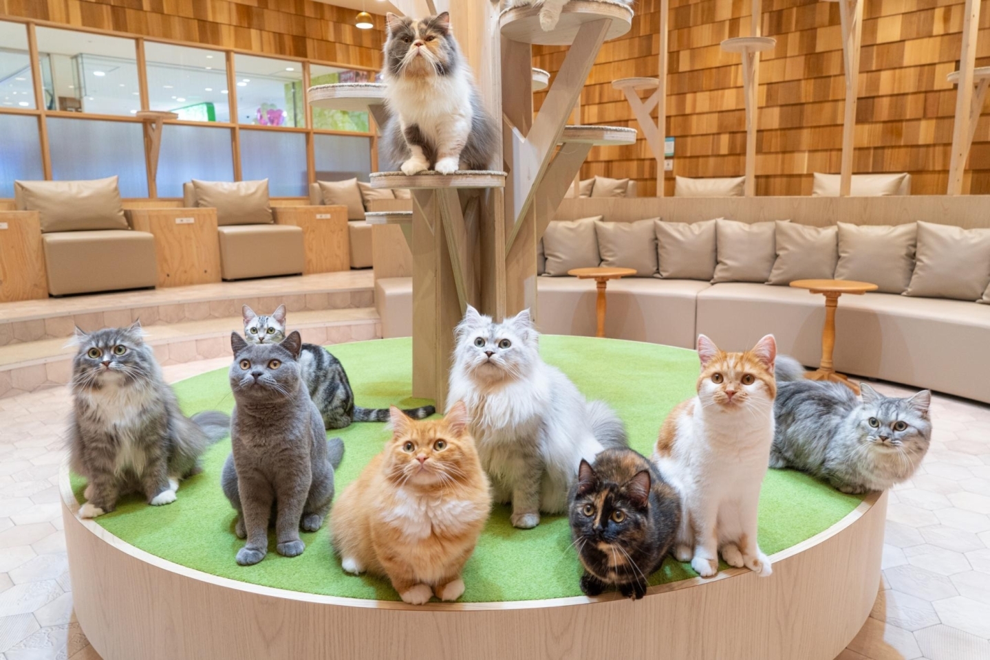 1日中楽しめる 猫カフェmocha モカ 宮崎橘通店 まいぷれ 宮崎 1日中楽しめる 猫カフェmocha モカ 宮崎橘通店 まいぷれ 宮崎