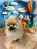 ドンベイくん🚙「🐕‍🦺トリミングご来店～ポメラニアン編🐾～」