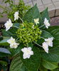 線香花火のような形の額紫陽花「明石で仕事探し【テスコム明石求人センター】明石市大明石町」