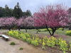 「松阪市　田口梅林園🌸」