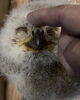 「シベリアワシミミズクの赤ちゃんを、お客さまに新しくお迎えいただきました🦉✨」