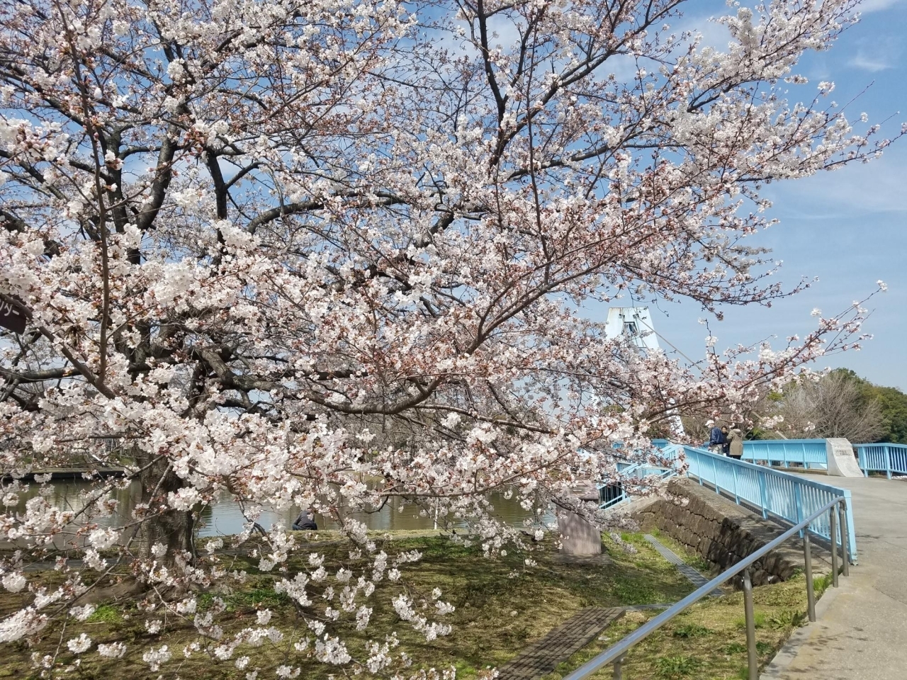 水元 柴又 鎌倉周辺の人気お花見スポット19 桜名所 葛飾区内の人気お花見スポット19 桜名所 まいぷれ 葛飾区