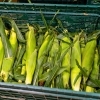 【江別直売】甘くて美味しい“規格外とうきび”を農園価格で！滝農園の直売所オープン！