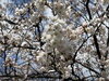 「開花しました🌸🌸🌸」